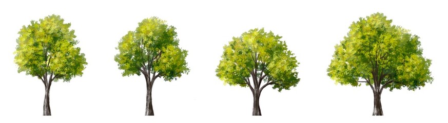 Obraz premium watercolor tree side view isolated on white background for landscape plan and architecture layout drawing, elements for environment and garden