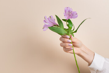 Violet flower in female hand with beautiful manicure on beige background. Beauty, spa and skincare concept. copy space
