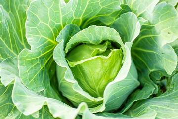 homegrown organic cabbage. Cabbage head growing on vegetable bed in garden with leaves 