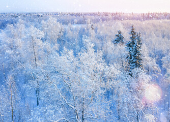  Winter landscape. Aerial view. Colorful landscape with frosty forest in clear weather. Birch grove covered with snow