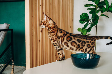 Bengal cat jumped on the table. Love for pets.