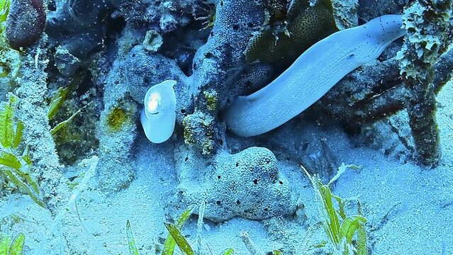 Two bright eels in a coral reef observed while diving.