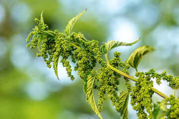 Eating Nettle Seeds. common nettle, stinging nettle or nettle leaf, Nettles from Herb Farm ....