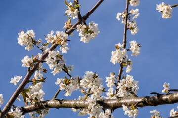 Branches in the apple blossom in spring