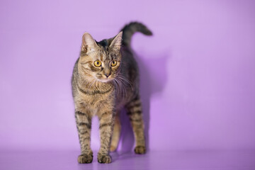 Fototapeta na wymiar tabby yellow eyes small kitten on purple background