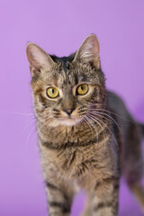 tabby yellow eyes small kitten on purple background