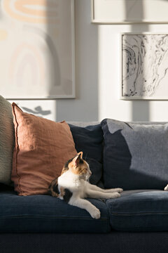 Young Cat in profil lying on a couch in sunlight