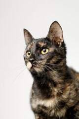 tricolor yellow eyes cat on white home backgroung