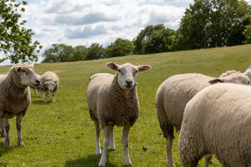 Sheep on the dike in summer in sunshine
