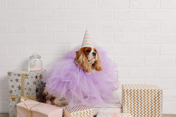 Portrait of cute brown and white coker spaniel birthday party celebration in lace chiffon dress...