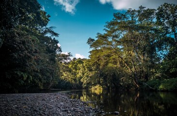 Plantas y flores de colon pana,a