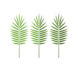 Areca palm leaf in flat style, vector