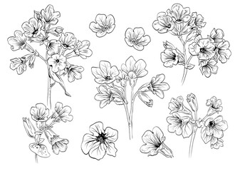 Pulmonaria flowers card backgrounds. Hand drawn vector illustration