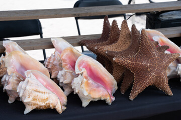 sea shells and starfish