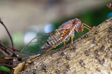 Macro of an Australian Cicada on a tree branch