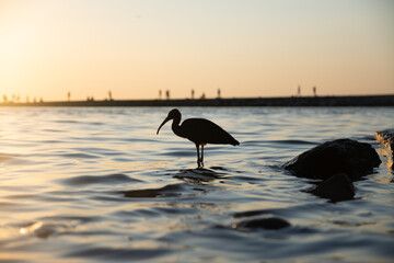 a bird on the background of sunset