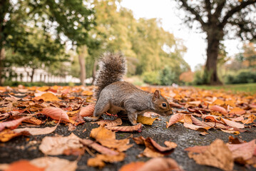 Small squirrel with fluffy tail looking for food on ground covered with fallen dry leaves, Squirrel searching for food on ground © Aerial Film Studio