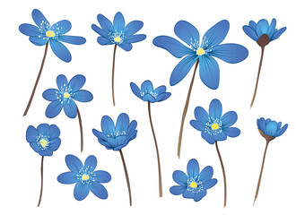 Hepatica flowers set. Hand drawn vector illustration