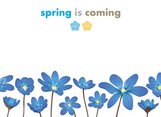 Hepatica flowers card backgrounds. Hand drawn vector illustration