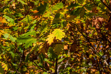 Yellow, green, brown, orange oak leaves on a branch at autumn. Golden fall leaves on a tree at sunny autumn day. Golden yellow oak leaves in scenic fall day. 