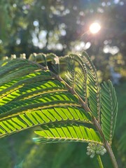 fern in the garden