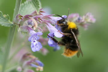 Wiesenhummel an einer Katzenminze