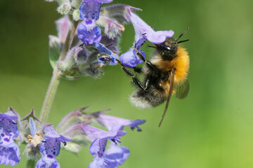 Ackerhummel an der Katzenminze © JuergenL