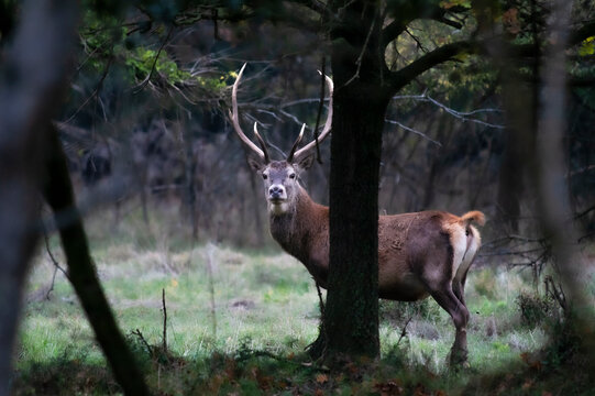 Wild red deer in Mesola Nature Reserve Park, Ferrara, Italy - This is an autochthonous protected species, Mesola Deer, the last in italian territory - Protected wildlife concept