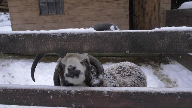 Close up of Jacob sheep hand fed vegetables in the snowy winter farm