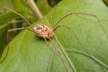 spider Opiliones on a leaf in detail