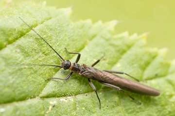 insect Plecoptera on a leaf