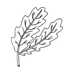 Hand drawn acorn leave isolated on white background. Autumn element line doodle black illustration.