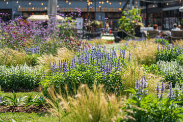 summer garden with nice flowers