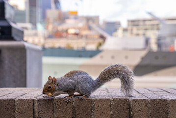 Close-up of little cute squirrel with fuzzy tail eating peanut on brick wall against city, Fluffy squirrel holding nut