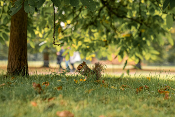Fototapeta premium Small squirrel with fluffy tail eating nut while sitting on grass under tree, Fluffy squirrel holding nut