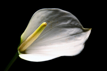 Zantedeschia aethiopica piękne lilie aronowe. Kwiat pełen magii, który ozdobi wnętrze. Jego...