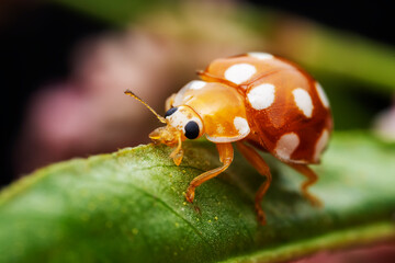 Ladybugs on wild plants, North China