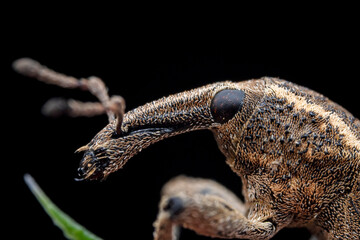 Weevil on wild plants, North China