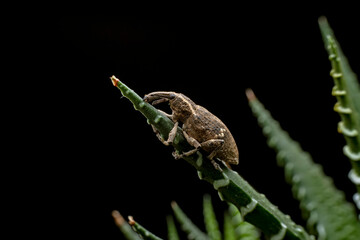 Weevil on wild plants, North China