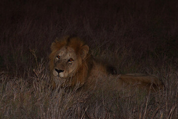 Afrikanischer Löwe / African lion / Panthera leo....
