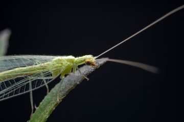 A functional insect of the order Neuroptera in the wild, North China