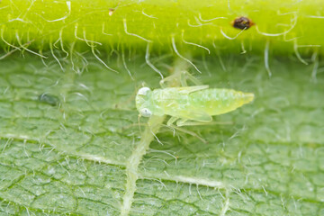 Leaf cicada on wild plants, North China