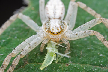 Spiders in the wild, North China