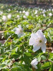 white flowers in the garden
