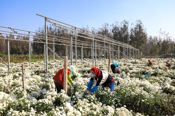 Farmers are picking medicinal white chrysanthemums in the fields, North China