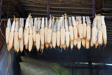 Drying corn in the countryside