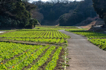 お花畑　vineyard