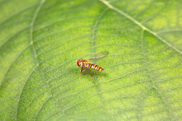 Aphid eating flies in the wild, North China