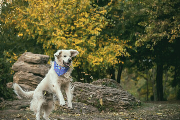 Dog golden retriever in a jump catches soap bubbles in the autumn park.
