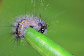 Lepidoptera larvae in the wild, North China